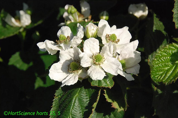 ©HortScience horts 55,5